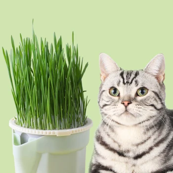 Cat Snack Засаждане Цветна саксия Мързелива безпочвена хидропонна кутия за засаждане на котешка трева