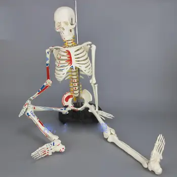 PVC 85CM Модел на човешки мускулен скелет Мускулно боядисан неномериран анатомичен скелетен модел Медицинска помощ за обучение